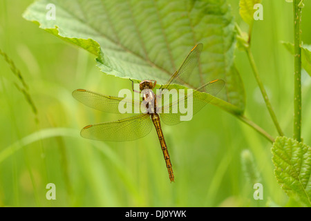 Skimmer carénées (Libellule Orthetrum coerulescens) femmes au repos, Oxfordshire, Angleterre, juin Banque D'Images