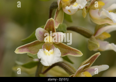 Epipactis palustris Marsh (Helliborine) gros plan de fleur, Oxfordshire, Angleterre, juillet Banque D'Images