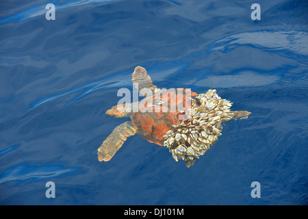 Tortue de mer loggerhead (Caretta caretta) à la surface, incapable de plonger à l'arrière écouvert à Goose barnacles, les Açores, juin Banque D'Images