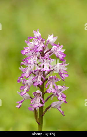 Orchidée militaire (Orchis militaris) fleur, Buckinghamshire, Angleterre, juin Banque D'Images