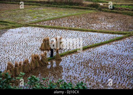 Femme portant des paquets de tiges de riz sur un poteau à travers les rizières en Chine, yangshao bermes Banque D'Images