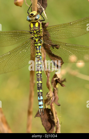 Le sud de Hawker Dragonfly (Aeshna cyanea) mâle au repos, Oxfordshire, Angleterre, septembre Banque D'Images