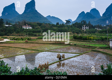 Portrait Chinois tiges de riz dans les rizières avec les montagnes en arrière-plan les formations karstiques de yangshao Banque D'Images