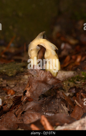 Dutchman's pipe ou Yellow Bird's-nid (Monotropa hypopitys) fleur grandir à travers les feuilles mortes, Oxfordshire, Angleterre, Banque D'Images