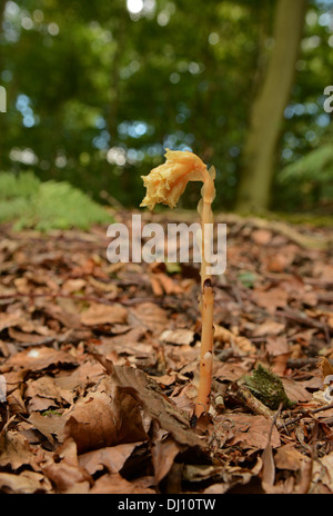 Dutchman's pipe ou Yellow Bird's-nid (Monotropa hypopitys) fleur grandir à travers les feuilles mortes, Oxfordshire, Angleterre, Banque D'Images