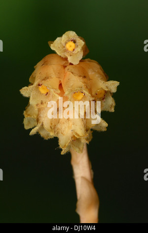 Dutchman's pipe ou Yellow Bird's-nid (Monotropa hypopitys) close-up de bractées de fleurs, Oxfordshire, Angleterre, Août Banque D'Images