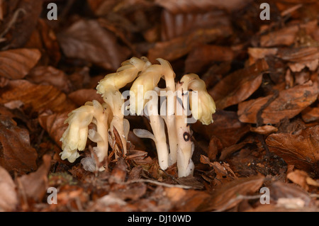 Dutchman's pipe ou Yellow Bird's-nid (Monotropa hypopitys) fleur grandir à travers les feuilles mortes, Oxfordshire, Angleterre, Banque D'Images