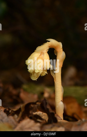 Dutchman's pipe ou Yellow Bird's-nid (Monotropa hypopitys) fleur grandir à travers les feuilles mortes, Oxfordshire, Angleterre, Banque D'Images