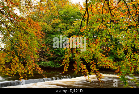 Panier blanc dans l'eau Pays Pollok Park à l'automne, Glasgow, Ecosse, Royaume-Uni. Banque D'Images