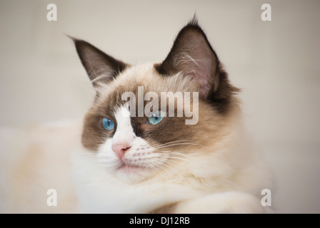 Portrait de jeune adulte chat Ragdoll bicolore Banque D'Images