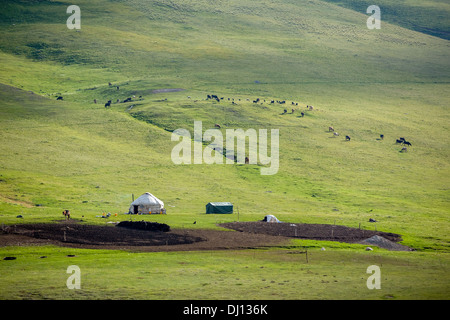 La yourte et de l'élevage au Kirghizstan Banque D'Images