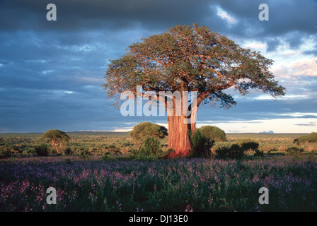 Foliées Baobab (Adansonia digitata) au coucher du soleil, parc national de Tarangire, Tanzanie Banque D'Images