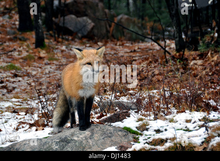 Wild red fox debout sur un rocher dans le Nord de l'Ontario, Canada Banque D'Images