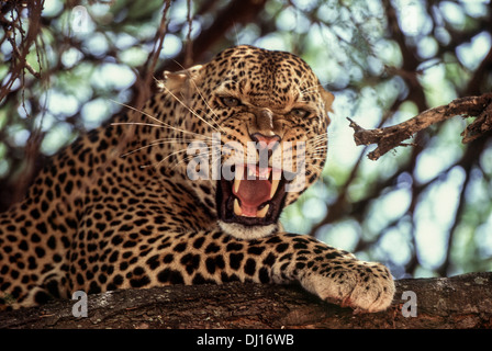 Leopard (Panthera pardus) dans un arbre snarling, parc national de Tarangire, Tanzanie Banque D'Images