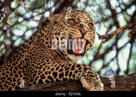 Leopard (Panthera pardus) dans un arbre snarling, parc national de Tarangire, Tanzanie Banque D'Images