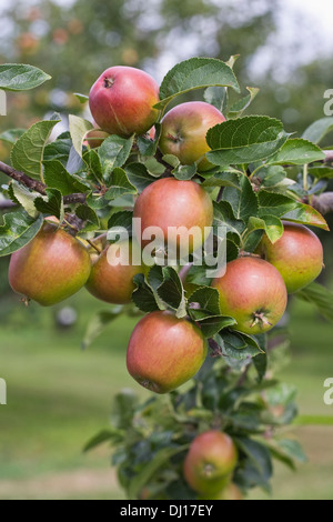 Malus domestica 'Malling Kent'. De plus en plus de pommes dans un verger. Banque D'Images