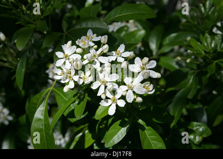 Oranger du Mexique, Choisya ternata, Rutacées. Sud des États-Unis, Nord du Mexique. Banque D'Images