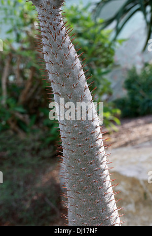 Tronc de palmier de Madagascar, Pachypodium lamerei, Apocynaceae. Madagascar, l'Afrique. Banque D'Images