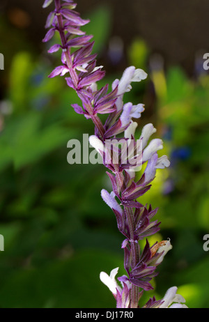 La sauge, Salvia 'Phyllis Fancy', Lamiaceae Banque D'Images