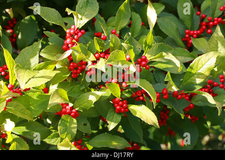 Winterberry houx, aulne noir, Fièvre Berry, Ilex verticillata 'parkleberry', Aquifoliaceae. Nord-est des États-Unis et du Canada. Banque D'Images