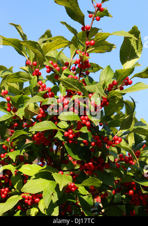 Winterberry houx, aulne noir, Fièvre Berry, Ilex verticillata 'parkleberry', Aquifoliaceae. Nord-est des États-Unis et du Canada. Banque D'Images