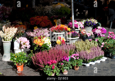 Flower stall, marché de Campo de' Fiori, Rome, Italie Banque D'Images