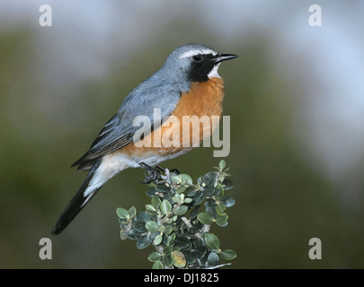 White-throated Robin - guttaralis Irania Banque D'Images