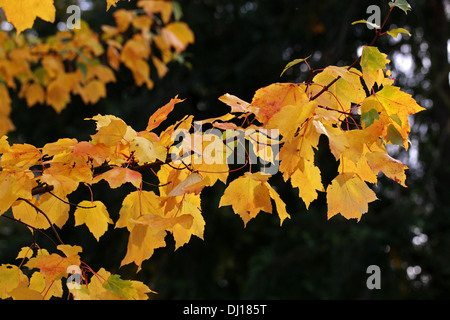 Scarlet Maple, Acer rubrum, Sapindaceae (Aceraceae). USA, Amérique du Nord. Banque D'Images