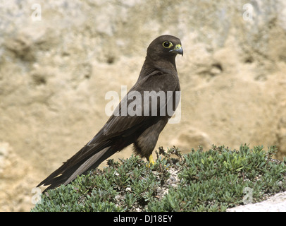 Eleonora's Falcon (Falco eleonorae Banque D'Images