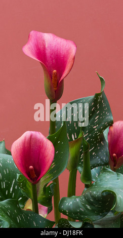 D'Arum rouge (Zantedeschia aethiopica) Plantes et fleurs sur fond coloré Banque D'Images