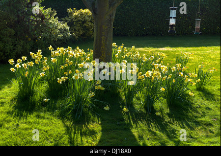 Les jonquilles naturalisées et floraison dans une pelouse en UK Banque D'Images