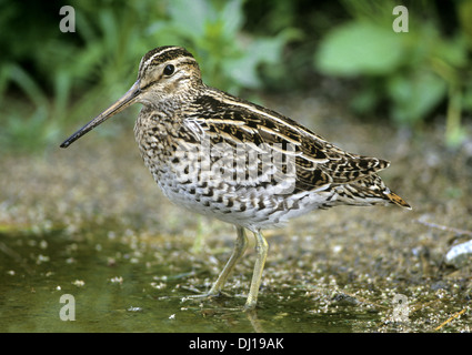 Bécassine double Gallinago media - Banque D'Images
