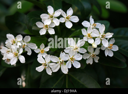 Oranger du Mexique, Choisya ternata, Rutacées. Sud des États-Unis, Nord du Mexique. Banque D'Images