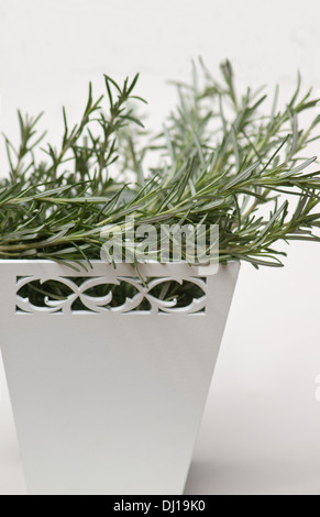 Romarin (Rosmarinus officinalis) branches dans un panier Banque D'Images