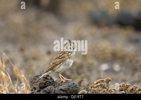 Circaète jean-le-petit - Lark Calandrella rufescens Banque D'Images