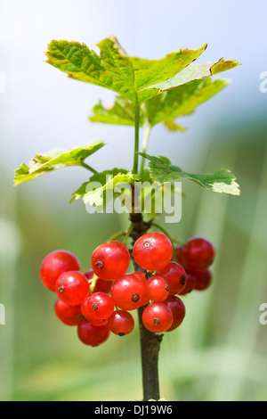 Grappe de groseilles rouges mûres et de feuilles [Ribes rubrum] Banque D'Images