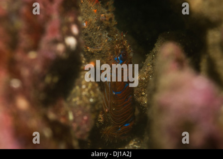 Tortue à squatter le homard (strigosa Galathea), photographie sous-marine à Cornwall. Banque D'Images