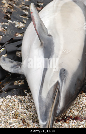 Les échouages de cétacés, le dauphin commun (Delphinus), plaies le long de son corps, le râteau et marques Marques attaqué Banque D'Images