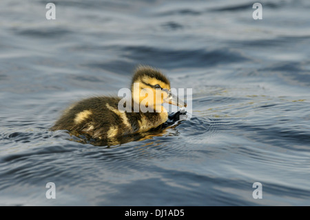 Canard colvert Anas platyrhynchos Banque D'Images