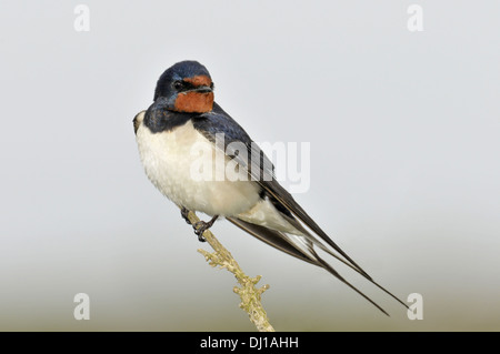 Swallow Hirundo rustica Banque D'Images