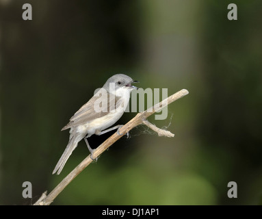 Fauvette grisette Sylvia curruca Lesser Banque D'Images