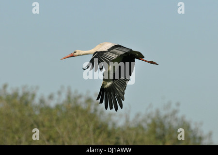 Cigogne blanche Ciconia ciconia Banque D'Images