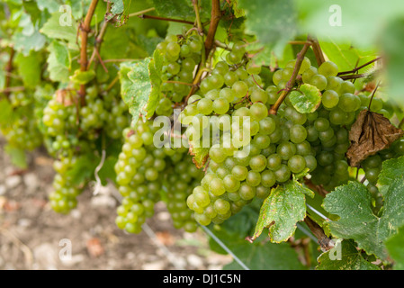 Grappes de Chardonnay. D'une récolte exceptionnelle de fruits raisin pend du vignes, presque prêt à récolter à la fin de l'été. Banque D'Images