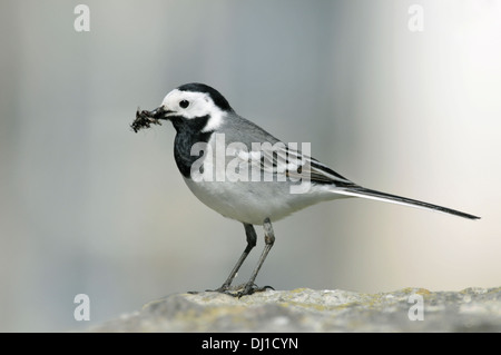 La Bergeronnette grise Motacilla alba alba Banque D'Images