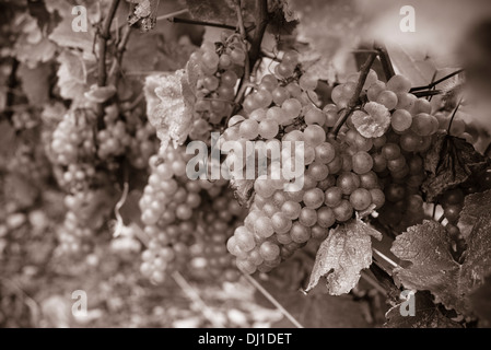 Grappes de raisin Chardonnay monochrome. D'une récolte exceptionnelle de fruits raisin pend du vignes, presque prêt pour la récolte Banque D'Images