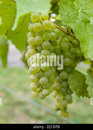 Un tas de raisins Vidal sur la vigne. Vidal raisins sont une variété cultivée dans le comté de Prince Edward. Banque D'Images