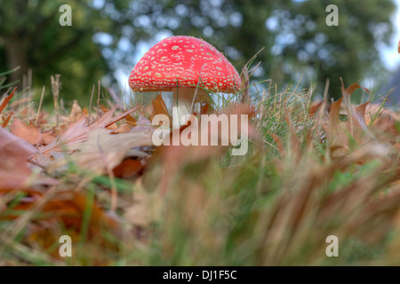 Tête de soufre rouge sur la Veluwe, Pays-Bas Banque D'Images