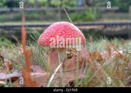 Tête de soufre rouge sur la Veluwe, Pays-Bas Banque D'Images