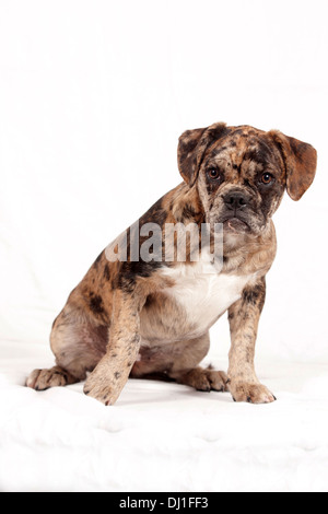 Bouledogue français Merle chien assis studio photo against white background Banque D'Images