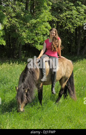 Poney Connemara Jeune étalon dun retour assis prés de pâturage Banque D'Images